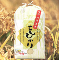 画像1: 日野川源流「玄米」 こしひかり100% (30kg)